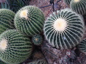 Cactus.