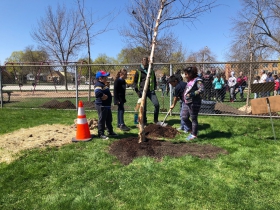 Tree Planting