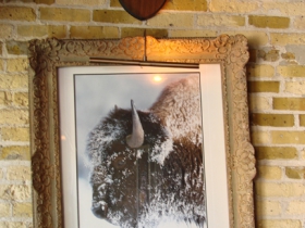 Buffalo art.