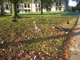 East Side Turkeys.