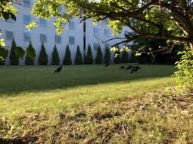 East Side Turkeys