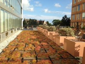 Green roof.