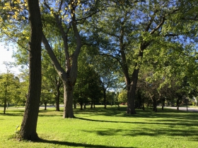 Oldest trees