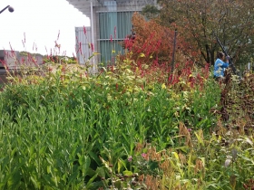Lurie Garden
