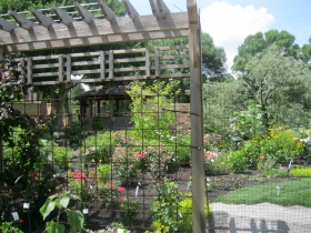 The Radler Rosarium.