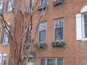 Ron Johnson home with Crape Myrtle.