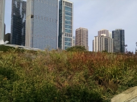 Lurie Garden