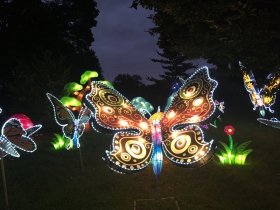 Butterflies
