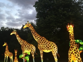 Giraffes