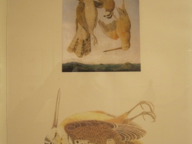 JoAnna Poehlmann Work