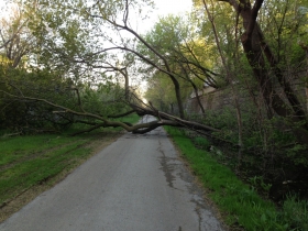 A tree down on the Oak Leaf Trail.
