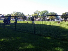 Dogs on Weil Street.