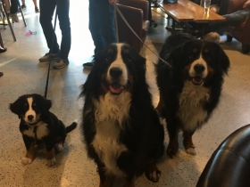 Black Husky Brewing