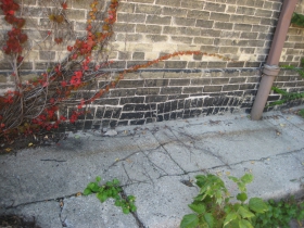 Vines growing on the Gig.