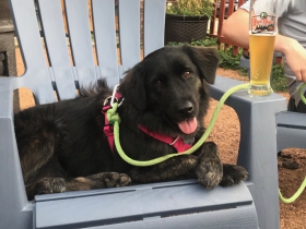 Black Husky Brewing