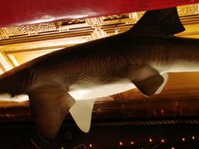 Shark on ceiling donated by regulars Mark and Lynn.