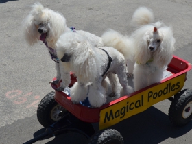 Magical Poodles