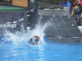 Dock diving at Petfest 2018