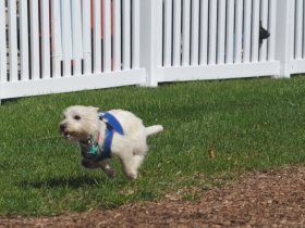 Lure course at Petfest 2018
