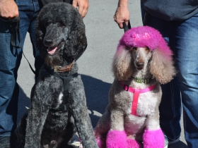 Petfest 2018