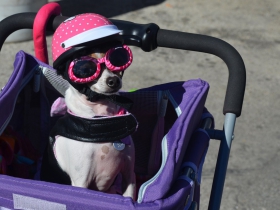 Petfest 2018