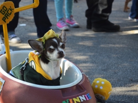Petfest 2018