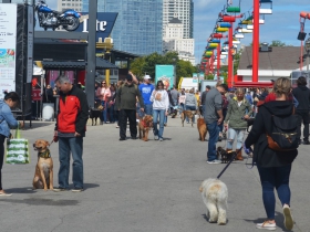 Petfest 2018