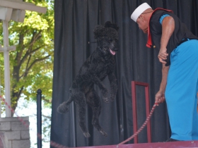Sailor the poodle and his owner Alex Rothacker