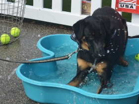Wading pool at Petfest 2018