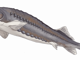 Sturgeon