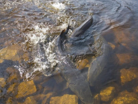 Lake sturgeon spawning in the Wolf River