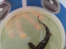 Sturgeon in an ice cream bucket before release in 2016