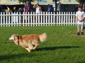 Fromm Petfest 2017