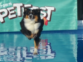 Fromm Petfest 2017
