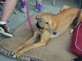 Fromm Petfest 2017