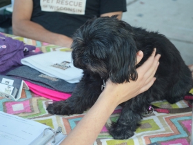 Fromm Petfest 2017