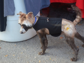Fromm Petfest 2017