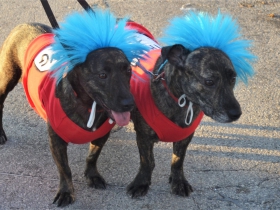 Fromm Petfest 2017