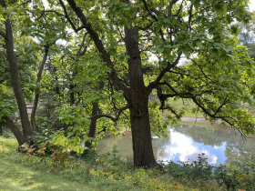 The pond
