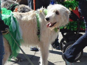 Irish Wolfhounds of Wisconsin