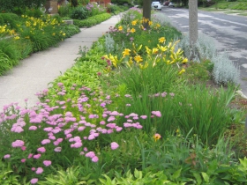 Only a small patch of grass remains between the sidewalk and curb. Perhaps not for long, as perennials demand to be divided, and who could bear to toss these babies away.
