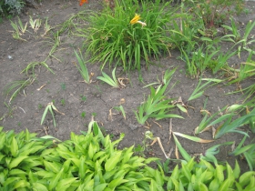 Newly transplanted irises dance around a daylilly and hosta border at the home of Pam Frautschi.