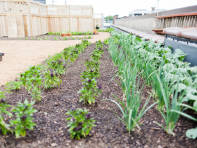 Braise's rooftop garden