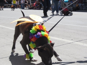 Pride Parade Dog