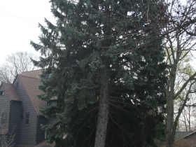 Front Yard Confir