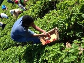 Strawberry picking at the Urban Ecology Center.