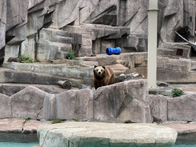 Grizzly Bear Exhibit