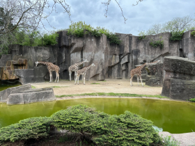 Milwaukee County Zoo Giraffes