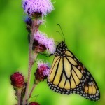 Friends of the Monarch Trail